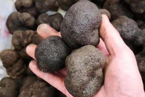 黑松露搭配什么酒一起吃最好