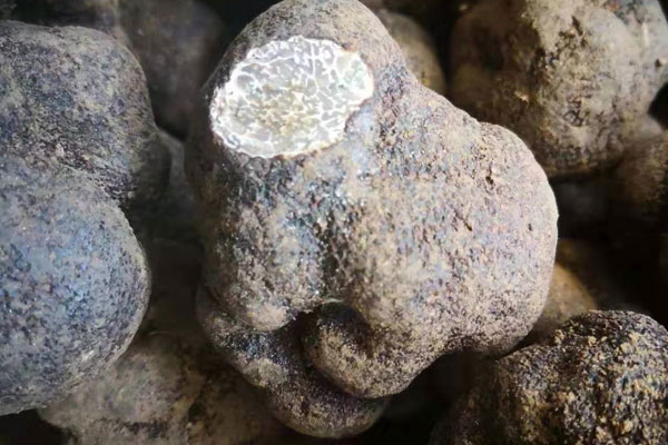 黑松露搭配什么酒一起泡最好