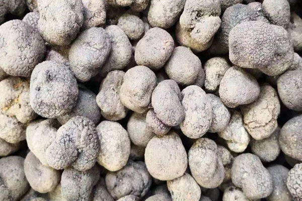 黑松露泡酒真的浪費(fèi)嗎