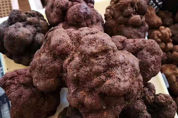 黑松露壞了是怎樣的