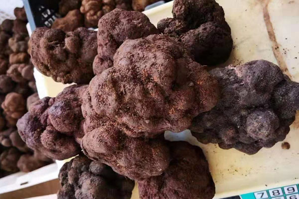 黑松露壞了是什么樣子的霉