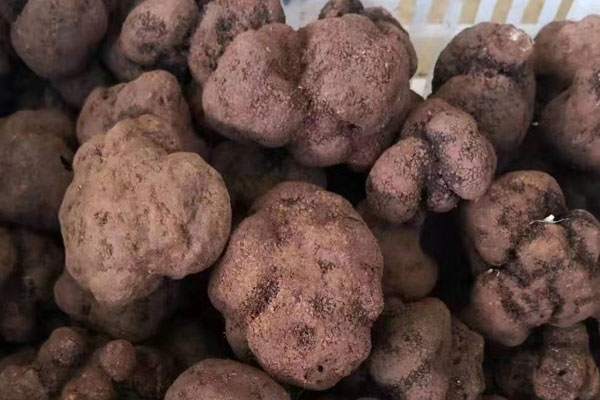 干松露和新鮮松露怎么烹飪好