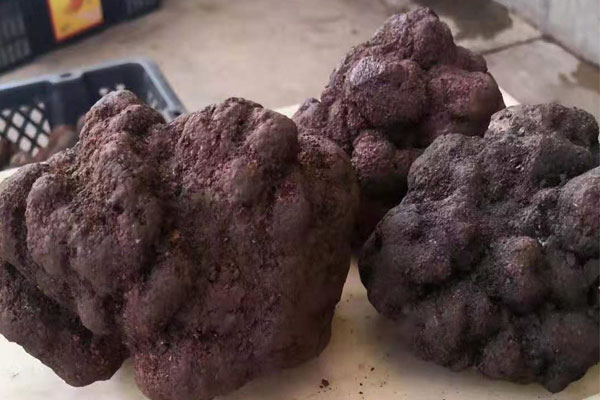 黑松露如何長期保存