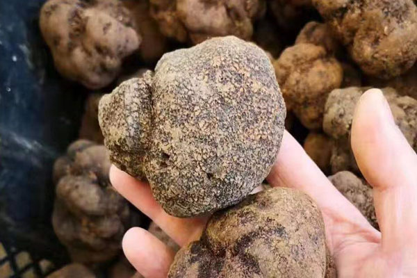 世界各地的松露種類