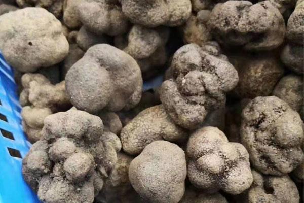 云南批發(fā)市場(chǎng)黑松露歷史價(jià)格走勢(shì)