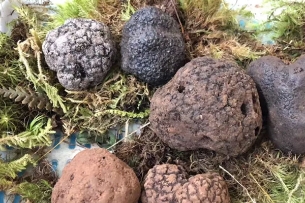 黑松露有多少種