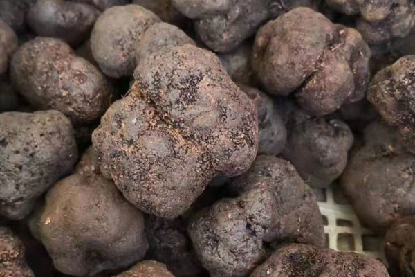 黑松露有哪些禁忌