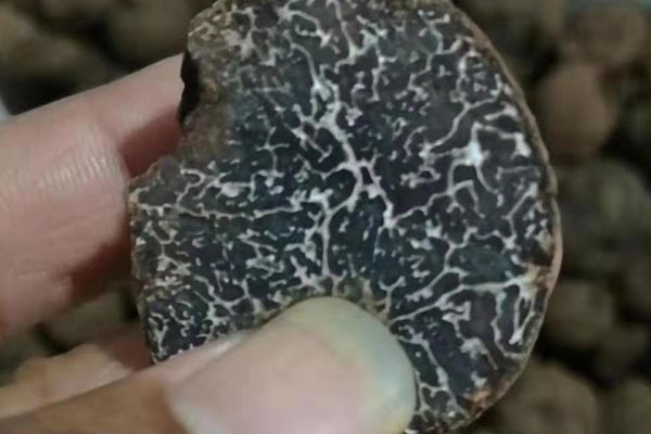 黑松露切開是白色的還是黑色的