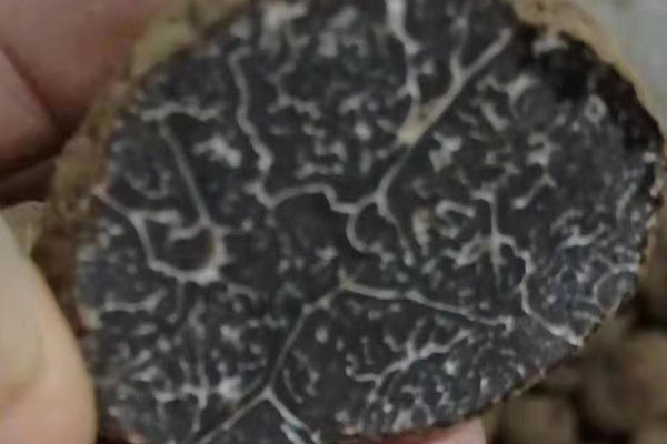 黑松露切開是白色說明什么