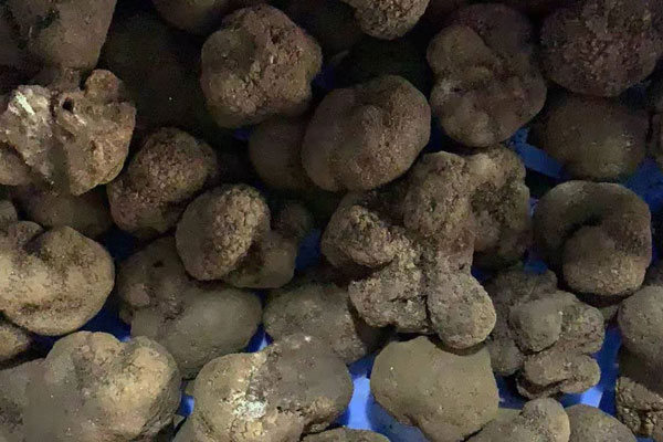 新鮮黑松露在烹飪前怎么處理才最好