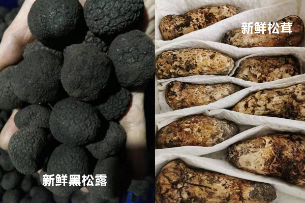 松茸與松露哪個(gè)更貴