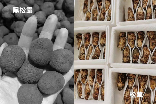 松露和松茸有哪些區(qū)別