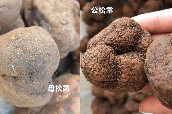 如何區(qū)分公松露和母松露