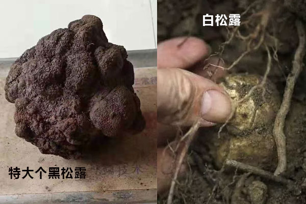 黑松露和白松露區(qū)別大嗎