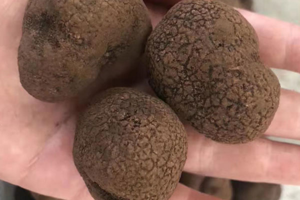 新鮮黑松露在我國的產(chǎn)地