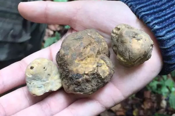 白松露怎么清洗