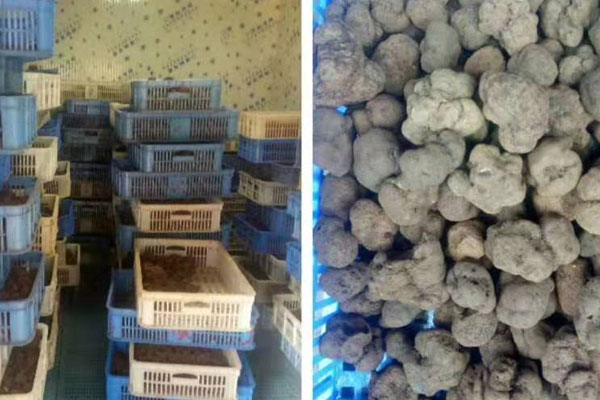 黑松露什么人不能吃