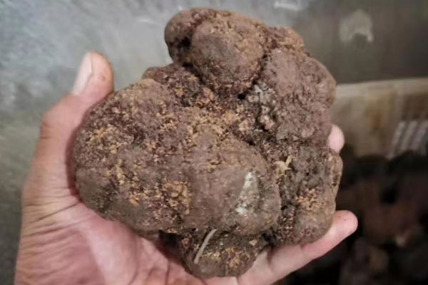 黑松露的適宜人群有哪些