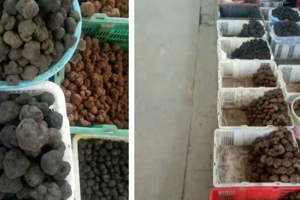 法國黑松露適合哪些人群食用