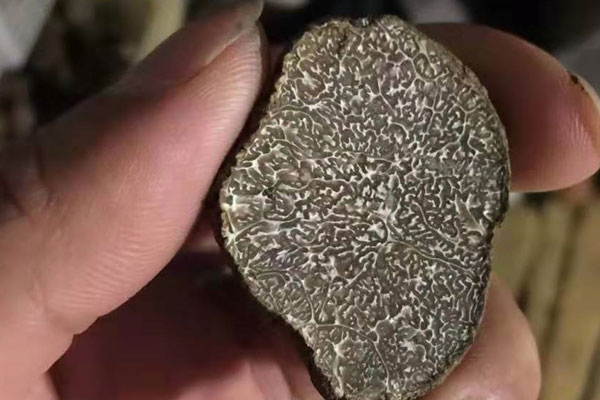 黑松露不能和什么一起吃