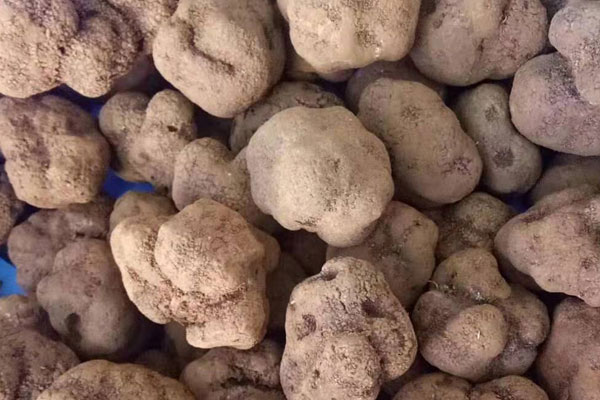 孕婦可以吃黑松露嗎