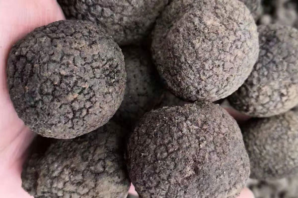 松露泡酒會造成營養(yǎng)價(jià)值流失嗎