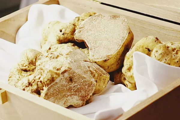 為什么白松露那么的貴呢