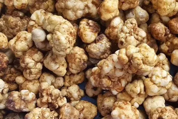 新鮮白松露泡酒方法