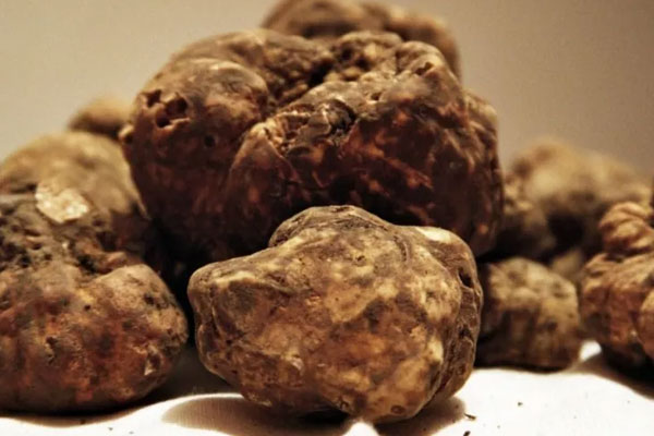 白松露泡酒的禁忌