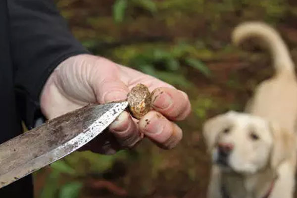 經(jīng)常食用白松露具有哪些好處
