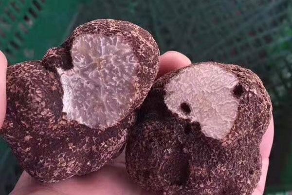 黑松露怎么泡酒效果才好