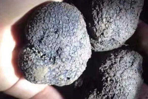 什么樣的松露用來泡酒才更好喝