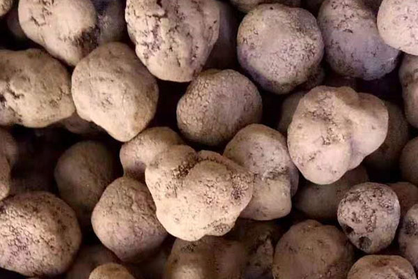 黑松露可以預(yù)防心血管病變嗎