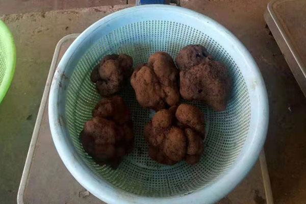 預(yù)防血管病變的松露推薦吃法