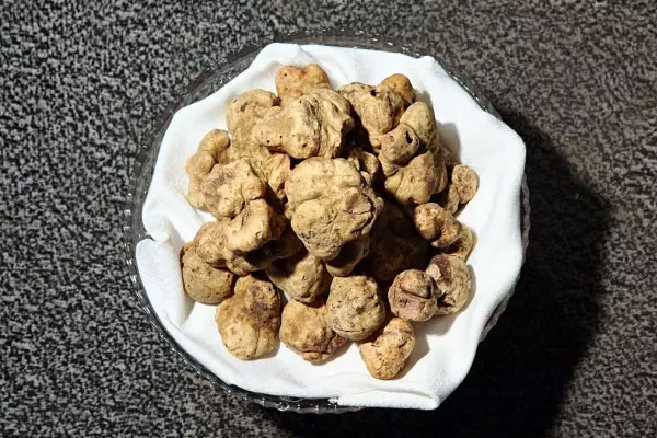 白松露的常見問題