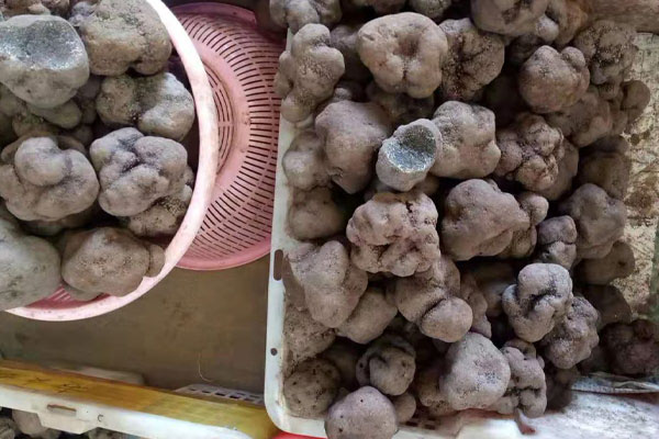 鮮蝦松露湯的食用禁忌