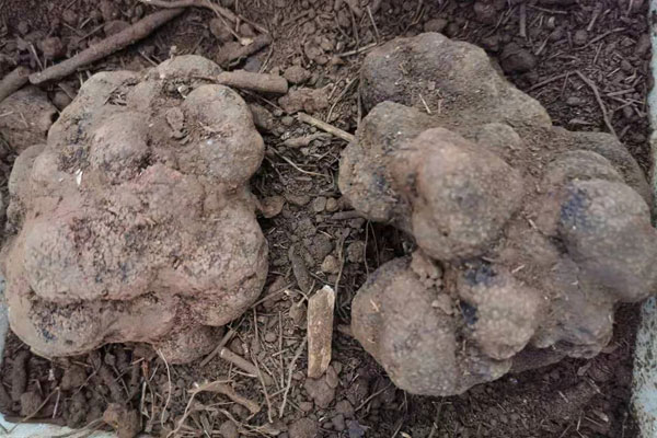 適合和黑松露一起搭配的食物有哪些