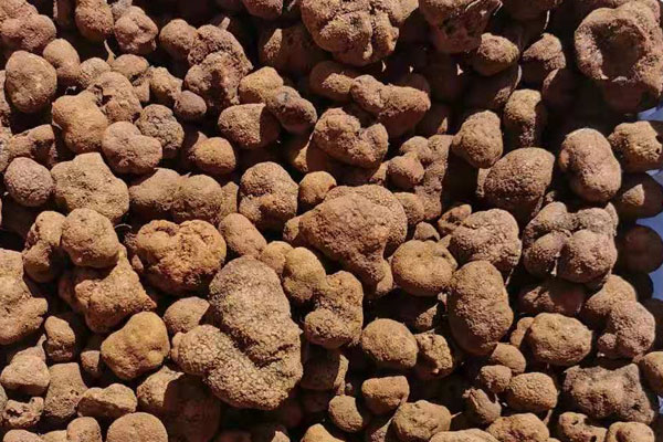 為什么有些黑松露賣的那么便宜