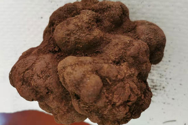 新鮮黑松露選大的還是小的