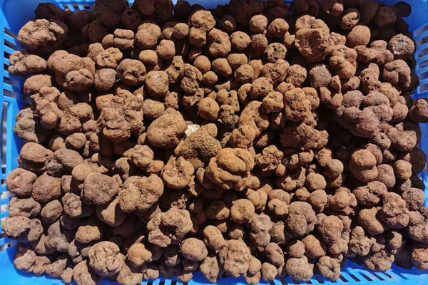 大的新鮮黑松露比小的新鮮黑松露營養(yǎng)價值高嗎