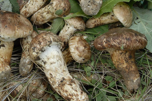 孕婦吃松茸的好處