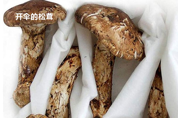 開傘的松茸為什么不值錢了