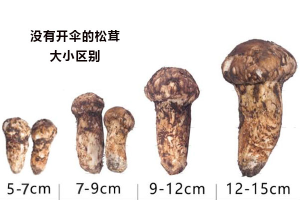 松茸大小和營(yíng)養(yǎng)價(jià)值有關(guān)嗎