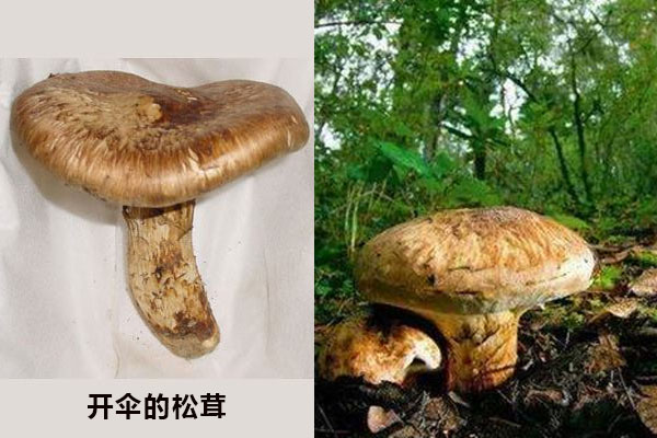 松茸的等級(jí)會(huì)影響到營(yíng)養(yǎng)價(jià)值和功效作用嗎