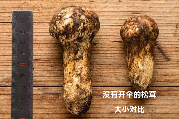 松茸大小功效是一樣的嗎