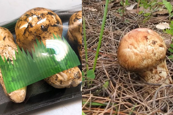 松茸在護膚中具有哪些功效與作用