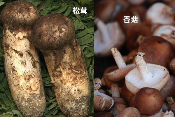 松茸與香菇有哪些營養(yǎng)價(jià)值