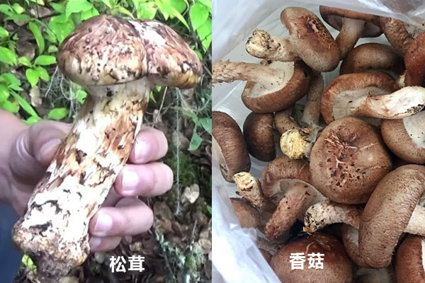 松茸與香菇的功效作用