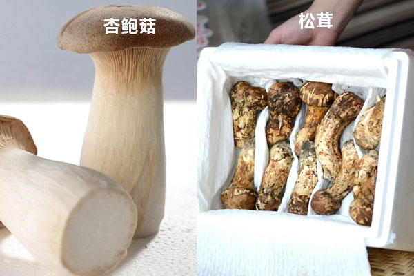杏鮑菇跟松茸的區(qū)分
