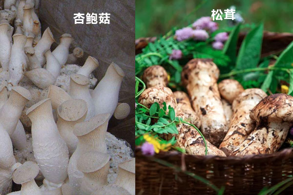 松茸和杏鮑菇的口感一樣嗎